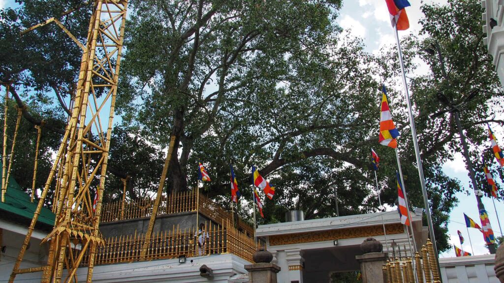 Sri Maha Bodhi Viharaya, reisebericht kandy
