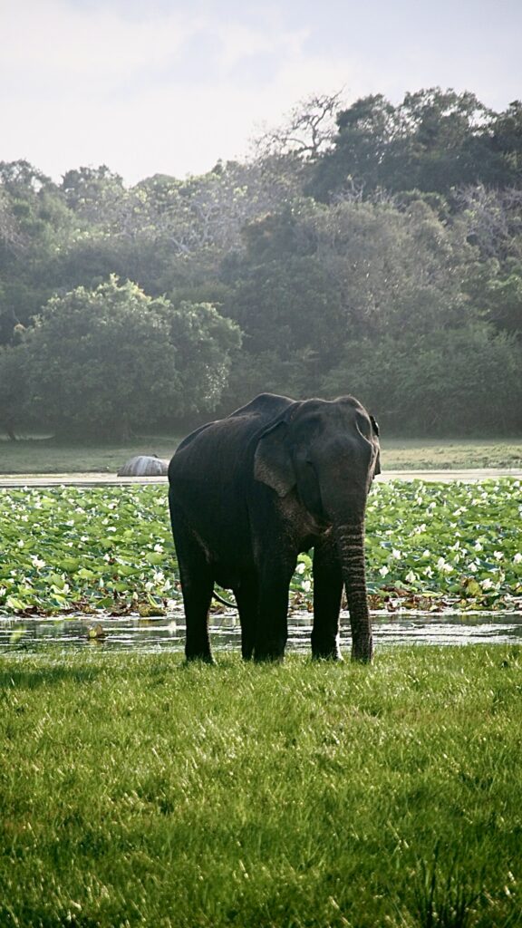 Safari im Kumana Nationalpark, Reisebericht Arugam Bay
