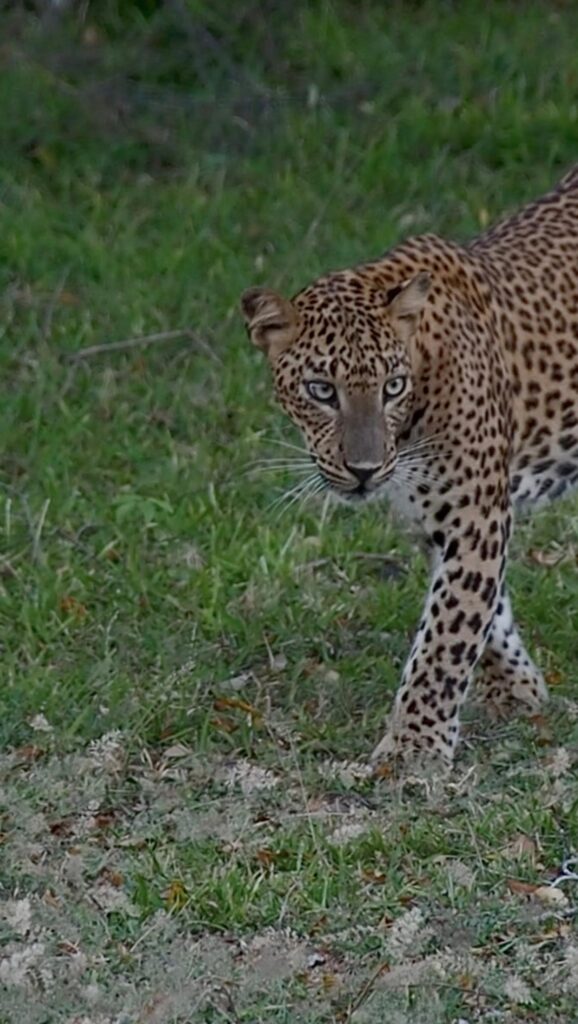 Safari im Kumana Nationalpark, Reisebericht Arugam Bay