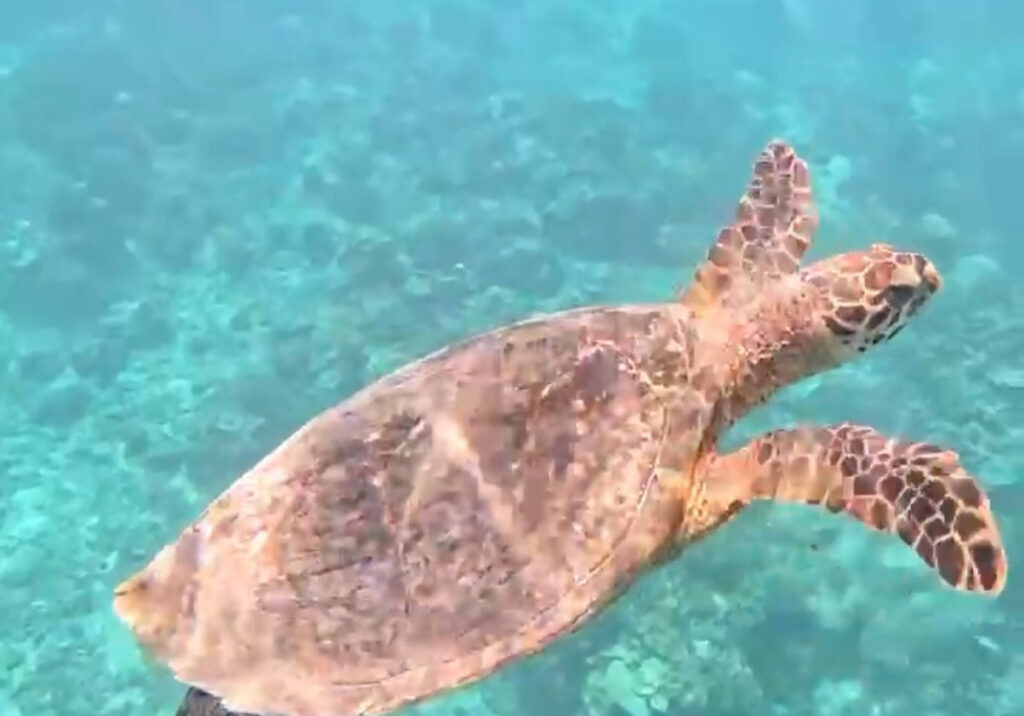 schnorcheln gili inseln, Tipps für 9 Tage auf den Gili Inseln
