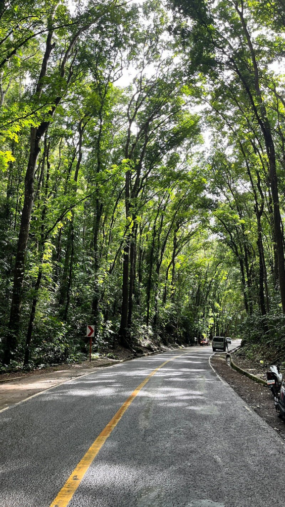 Bilar Man-Made Forest, bohol beste aktivitäten & erlebnisse