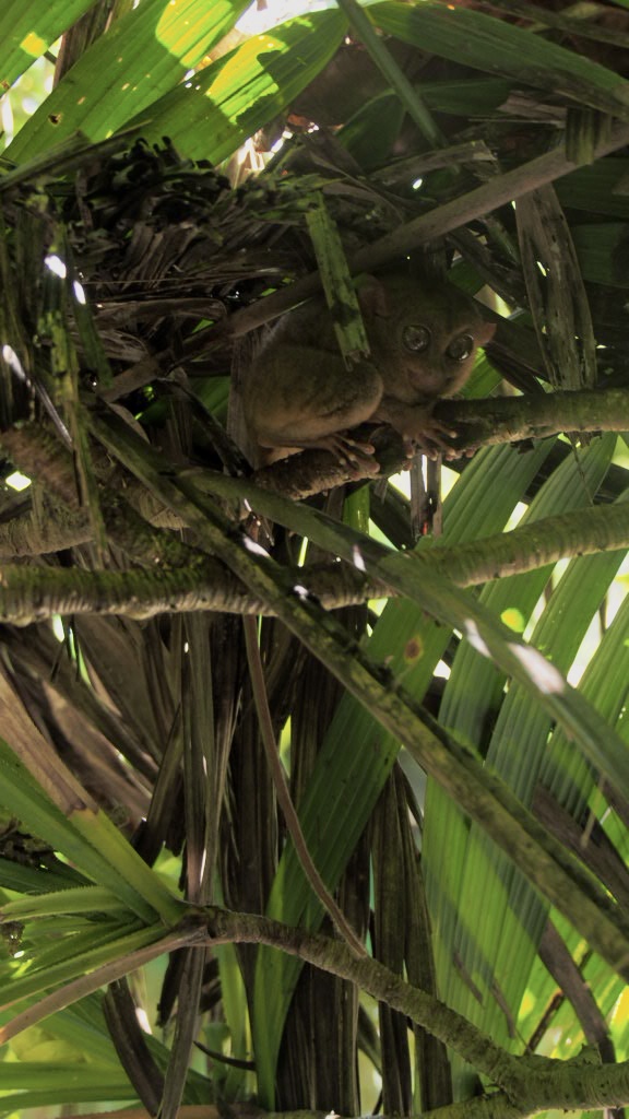 philippine tarsier sanctuary, bohol beste aktivitäten & Erlebnisse