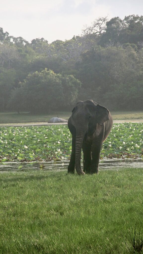 Safari im Kumana Nationalpark, reisebericht arugam bay, sri lanka