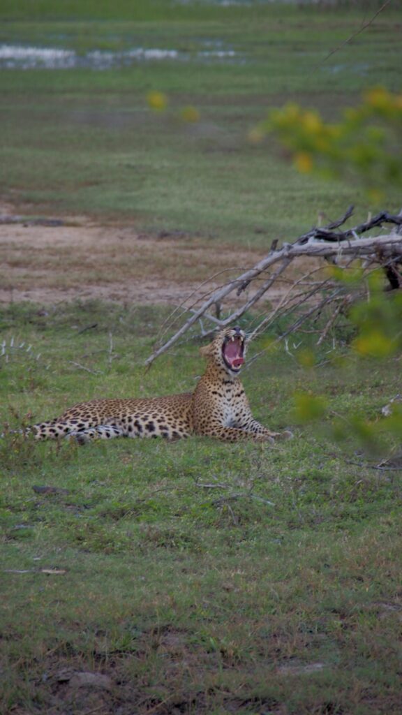 Safari im Kumana Nationalpark, reisebericht arugam bay, sri lanka