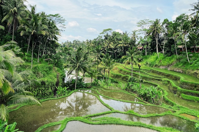 Reisfelder ubud, Reisetipps ubud