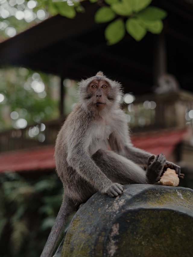 monkey forest, Ubud, reisetipps Ubud