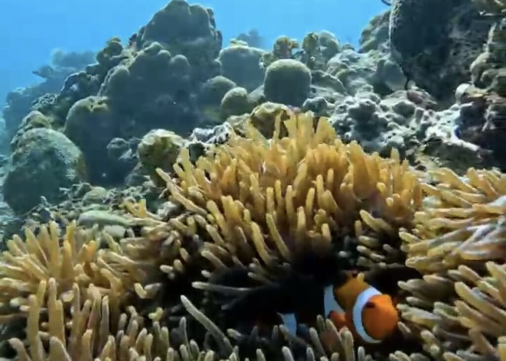 schnorcheln gili Inseln, tipps für 9 tage auf den Gili inselns